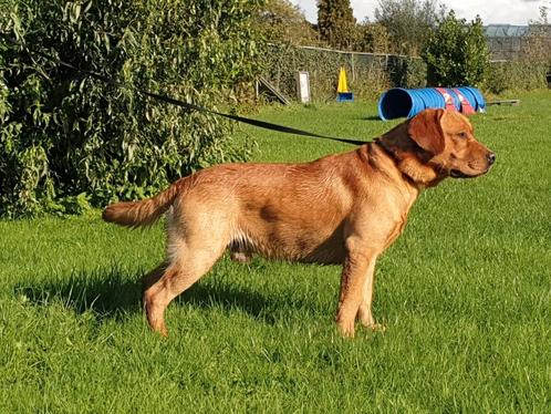 Labrador kennel van de lobohoeve heeft ter dekking  4 reuen, Dieren en Toebehoren, Honden | Dekreuen, Teef, Fokker | Hobbymatig