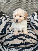 Maltipoo pups maltezer x toy poedel, Nederland, Overige rassen, CDV (hondenziekte), 8 tot 15 weken
