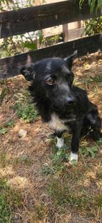 Lieve kleine Peppa is ter adoptie!, Dieren en Toebehoren, Rabiës (hondsdolheid), Handelaar, Buitenland, Teef