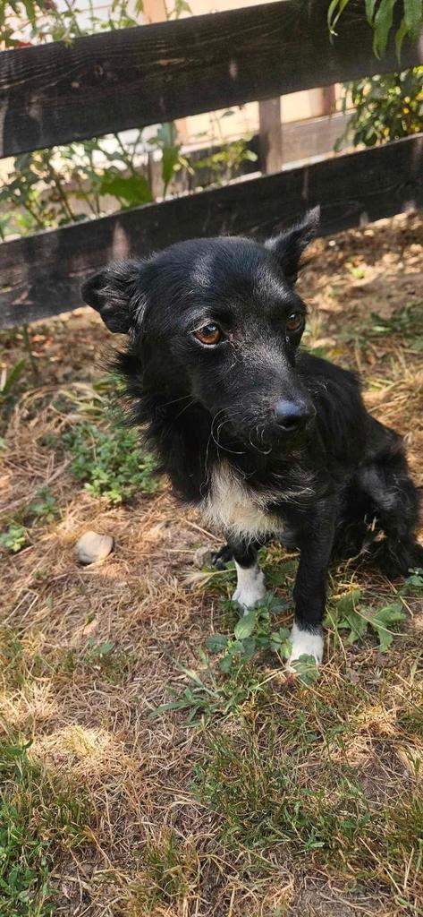 Lieve kleine Peppa is ter adoptie!, Dieren en Toebehoren, Honden | Niet-rashonden, Klein, Teef, Handelaar, Eén hond, Buitenland