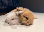 Nederlands hangoor dwerg konijntjes (nhd), Dieren en Toebehoren, Konijnen, Meerdere dieren, Middelgroot, Hangoor, 0 tot 2 jaar