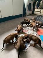 Rhodesian Ridgeback pups met stamboom, Dieren en Toebehoren, Overige rassen, 8 tot 15 weken, Meerdere, Meerdere dieren