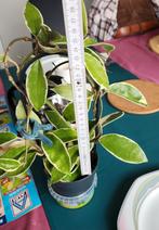 Hoya, Huis en Inrichting, Kamerplanten, Ophalen of Verzenden, Overige soorten, Minder dan 100 cm