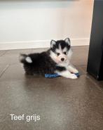 Pomsky F2 / Mini Husky pups met EPR stamboom, Dieren en Toebehoren, Overige rassen, CDV (hondenziekte), 8 tot 15 weken, Meerdere