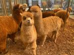 Jonge Alpaca's | Dieren van eind 2023 | Goed advies!, Dieren en Toebehoren, Overige Dieren, Alpaca's, Meerdere dieren