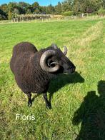 Shetland rammen, Shetlandschapen, Dieren en Toebehoren, Mannelijk, Schaap