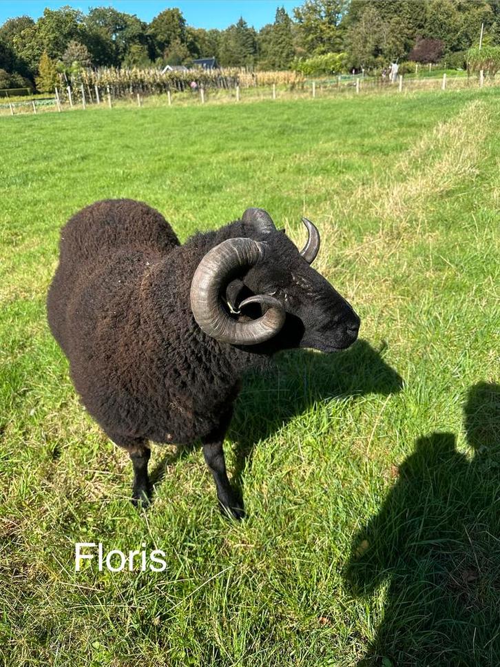 Shetland rammen, Shetlandschapen, Dieren en Toebehoren, Schapen, Geiten en Varkens, Schaap, Mannelijk