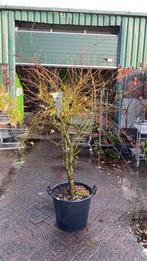 Japanse esdoorn ‘ukigumo’, Tuin en Terras, Ophalen, Bloeit niet, Halfschaduw, Overige soorten