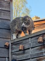 Gecastreerde en gechipte kater 2 jaar oud, Dieren en Toebehoren, Katten en Kittens | Overige Katten, Kater