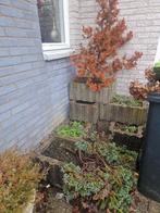 Plantenbakken borders, Ophalen, Rond, Kunststof, Minder dan 30 cm