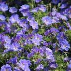 Geranium Ooievaarsbek vaste planten, Tuin en Terras, Planten | Tuinplanten, Ophalen of Verzenden, Vaste plant, Bodembedekkers
