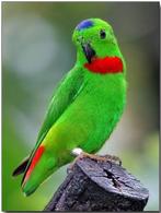 Gezocht Blauwkroontjes, Dieren en Toebehoren, Mannelijk, Parkiet, Geringd