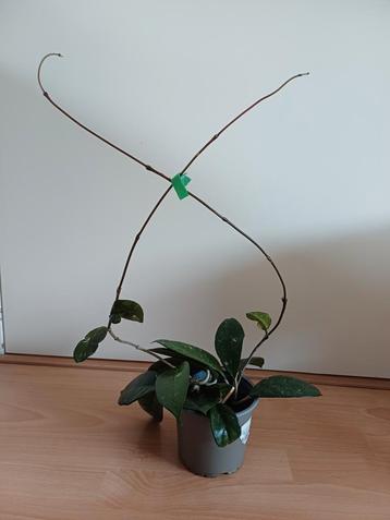 Hoya Carnosa P12 beschikbaar voor biedingen
