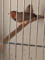 Zebravink man, Dieren en Toebehoren, Vogels | Overige Vogels, Mannelijk