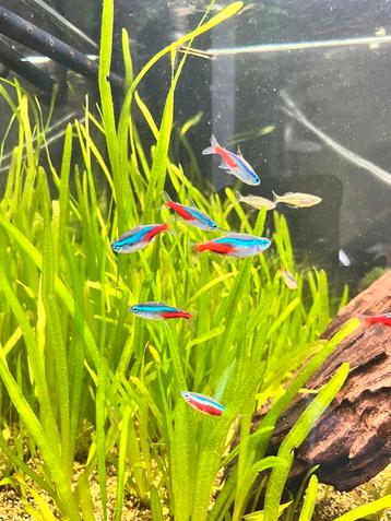 11 neon tetra / kardinaal tetra aquarium vissen  beschikbaar voor biedingen