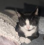 Lief kitten (kater, 16 weken) zoekt een nieuw huisje, Dieren en Toebehoren, Katten en Kittens | Overige Katten, Kater, Kortharig