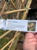 Fruit leibomen laagstam Elstar appel en of Conference €49,95, Ophalen, In pot, Appelboom, Lente