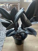Ficus elastica robusta, Huis en Inrichting, Ophalen of Verzenden, Ficus, Minder dan 100 cm