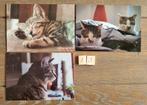 Set 13 3 KATTEN kaarten postcrossing nieuw, Verzamelen, Ansichtkaarten | Dieren, Ophalen of Verzenden, 1980 tot heden, Hond of Kat
