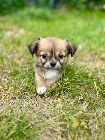 Mooie sociale Belgische Chihuahua pupjes te koop  beschikbaar voor biedingen