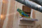 Turquoisine parkieten, Dieren en Toebehoren, Vogels | Parkieten en Papegaaien, Meerdere dieren, Parkiet, Geringd
