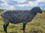Gotland dek ram, Dieren en Toebehoren, Schapen, Geiten en Varkens, Mannelijk, Schaap