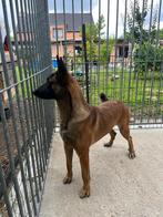 Top Mechelse Herder Pups, Dieren en Toebehoren, België, Fokker | Hobbymatig, 8 tot 15 weken, Meerdere