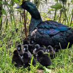 Cayuga eendjes, Dieren en Toebehoren, Pluimvee, Meerdere dieren, Eend