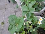 falco, Tuin en Terras, Planten | Tuinplanten, Ophalen, Vaste plant, Halfschaduw, Zomer