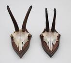 2 x GEMS hoorns / gewei op solide eiken schild (gewei), Ophalen of Verzenden, Gebruikt, Wild dier, Gewei of Kop