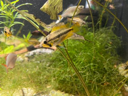 Apistogramma Cacatouides Red vrouwen, Dieren en Toebehoren, Vissen | Aquariumvissen, Zoetwatervis, Vis