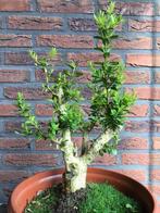 Oude buxus als bonsai startboom, Tuin en Terras, Ophalen