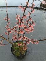 Hamamelis/ Toverhazelaar vanaf 20 euro, Volle zon, Vaste plant, Winter, Ophalen