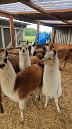 Te koop 5 super mooie lama veulens, Dieren en Toebehoren, Overige Dieren, Meerdere dieren, Na 1 juli 2024
