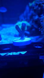 Koraal stek Stylophora Paars, Overige typen