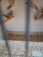 Zilverbekjes, Dieren en Toebehoren, Meerdere dieren