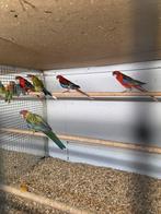 Pracht rosela.s, Meerdere dieren, Parkiet