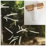 Planaria val, Dieren en Toebehoren, Ophalen of Verzenden