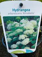 Hortensia actie !!!, Tuin en Terras, Planten | Tuinplanten, Halfschaduw, Zomer, Overige soorten, Ophalen