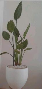 Strelizia plant incl grote witte bloempot, Ophalen, Overige soorten, Halfschaduw, In pot