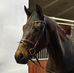 3- jarige dressuurruin Jovian, Dieren en Toebehoren, Ruin, Dressuurpaard, Zadelmak, Gechipt