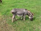 Mini Ezel hengstje ter dekking, Dieren en Toebehoren, Schapen, Geiten en Varkens, Mannelijk, Geit