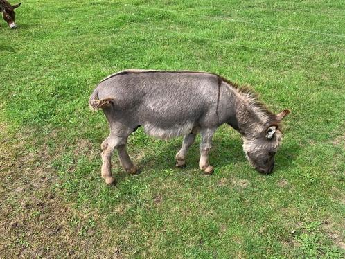 Mini Ezel hengstje ter dekking, Dieren en Toebehoren, Schapen, Geiten en Varkens, Geit, Mannelijk