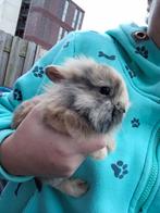 Leeuwenkopje konijnen te koop, Oktober, Geslacht onbekend, Overige typen