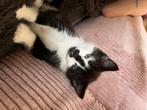 Maine Coon kruising, Dieren en Toebehoren, Meerdere dieren, Gechipt, 0 tot 2 jaar