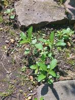 Verbena ijzerhard stekjes, Tuin en Terras, Planten | Tuinplanten, Ophalen, Zomer, Overige soorten, Volle zon