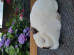 Kleurdwerg zwart rus, Dieren en Toebehoren, Konijnen, Vrouwelijk, Dwerg