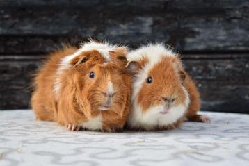 Cavia opvang heeft ruimte vrij! beschikbaar voor biedingen