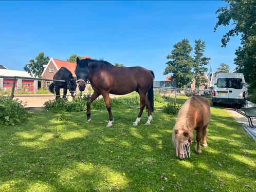 Stal/klusjes hulp gezocht, Dieren en Toebehoren, Paarden en Pony's | Overige Paardenspullen, Ophalen of Verzenden