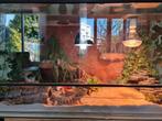 Baardagaan met terrarium, Dieren en Toebehoren, Ophalen, Zo goed als nieuw, Terrarium of Paludarium